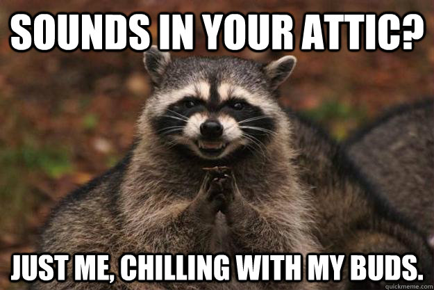 sounds in your attic? just me, chilling with my buds.  Evil Plotting Raccoon