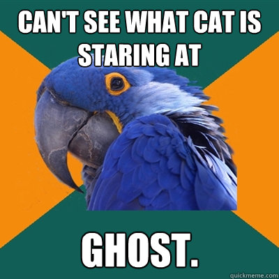 Can't see what cat is staring at Ghost.  Paranoid Parrot