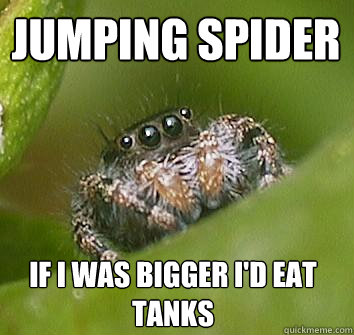 Jumping spider if I was bigger i'd eat tanks  Misunderstood Spider