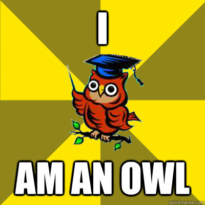 I am an owl  Observational Owl