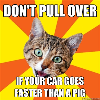 Don't pull over if your car goes faster than a pig - Don't pull over if your car goes faster than a pig  Bad Advice Cat