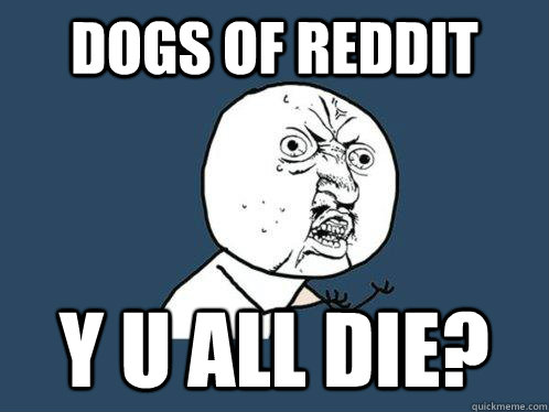 Dogs of reddit y u all die?  Y U No