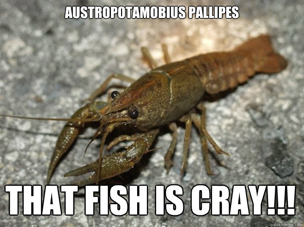 Austropotamobius pallipes  That fish is CRAY!!!  that fish cray