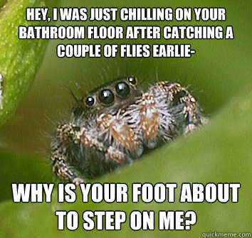 Hey, i was just chilling on your bathroom floor after catching a couple of flies earlie- why is your foot about to step on me?  Misunderstood Spider