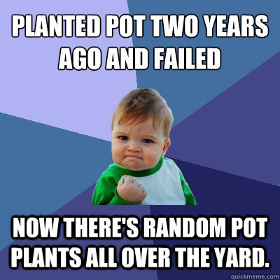 planted pot two years ago and failed now there's random pot plants all over the yard.  Success Kid