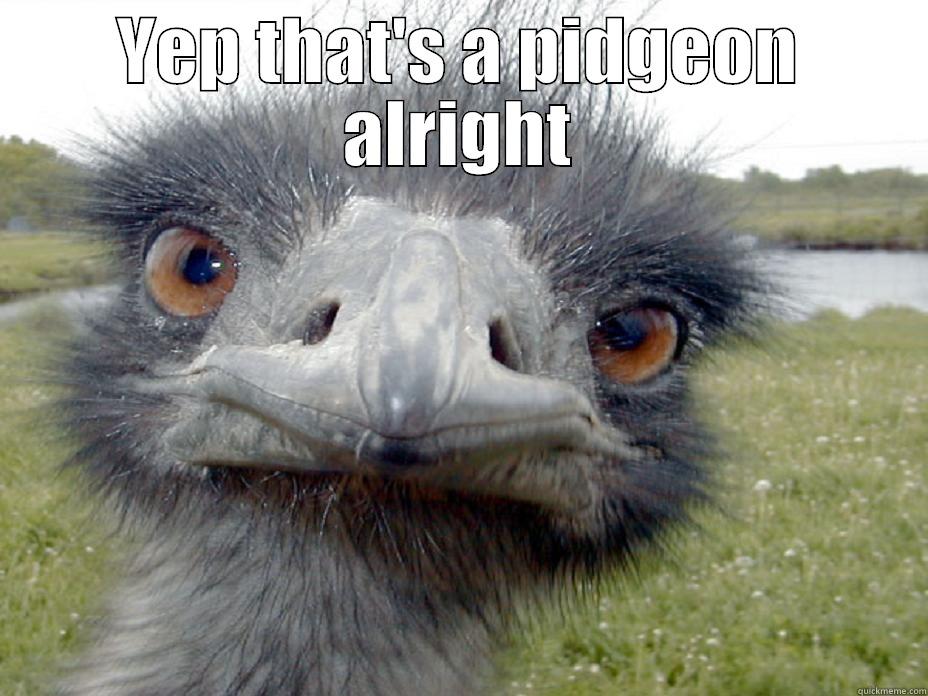 YEP THAT'S A PIDGIN ALRIGHT  Misc