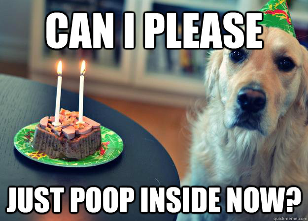 Can I please  Just poop inside now?  Sad Birthday Dog