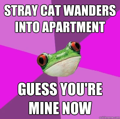 stray cat wanders into apartment guess you're mine now  Foul Bachelorette Frog