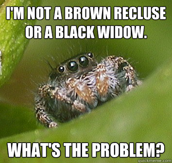 I'm not a brown recluse or a black widow. what's the problem?  Misunderstood Spider