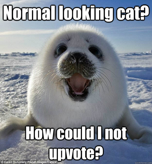 Normal looking cat? How could I not upvote? - Normal looking cat? How could I not upvote?  Easily Pleased Seal