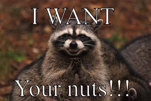 Nut thief  - I WANT YOUR NUTS!!! Evil Plotting Raccoon