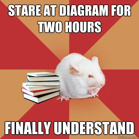 stare at diagram for two hours finally understand - stare at diagram for two hours finally understand  Science Major Mouse