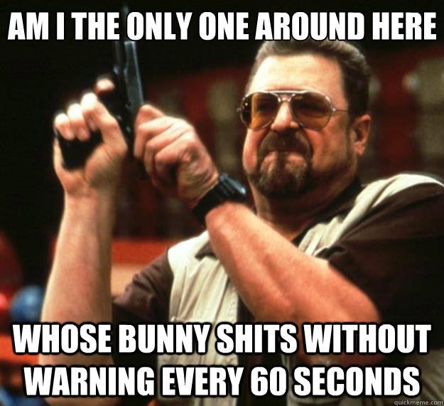 Am I the only one around here whose bunny shits without warning every 60 seconds  Big Lebowski