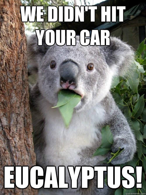 We didn't hit your car Eucalyptus! - We didn't hit your car Eucalyptus!  koala bear