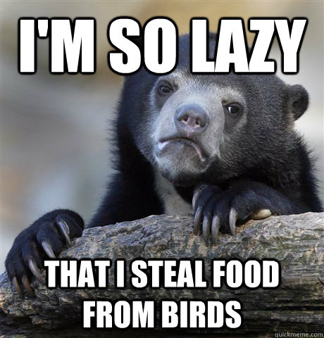 I'm so lazy that i steal food from birds  Confession Bear