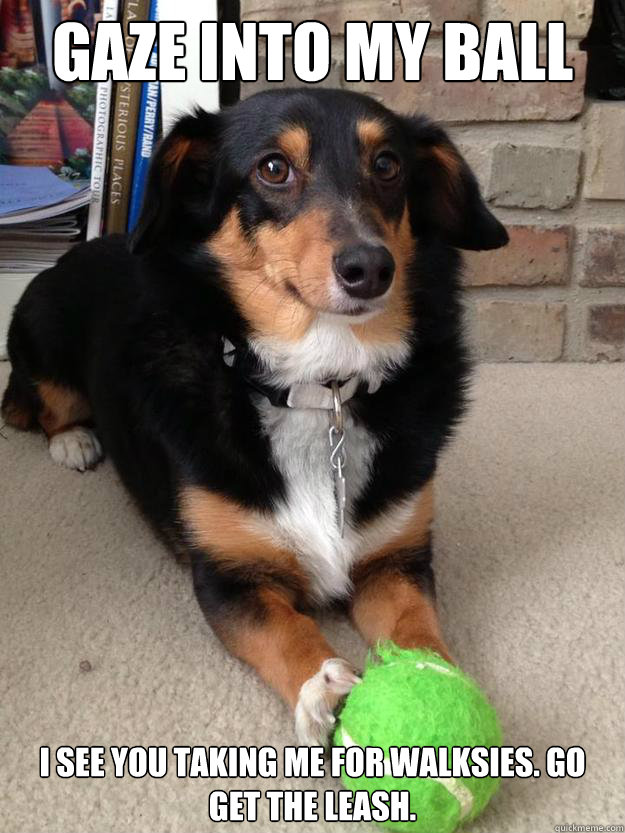 gaze into my ball i see you taking me for walksies. go get the leash.  