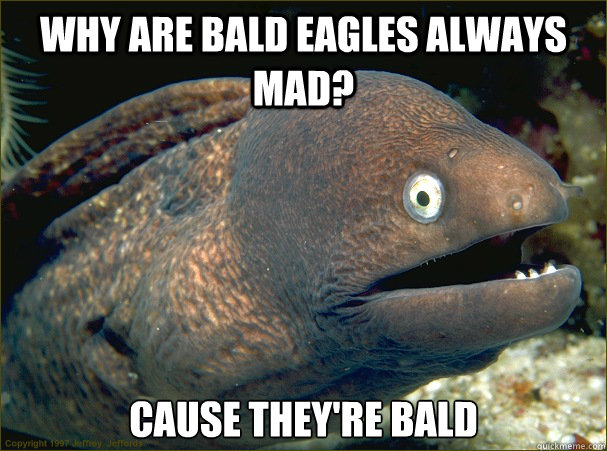 Why are bald eagles always mad? Cause they're bald - Why are bald eagles always mad? Cause they're bald  Bad Joke Eel