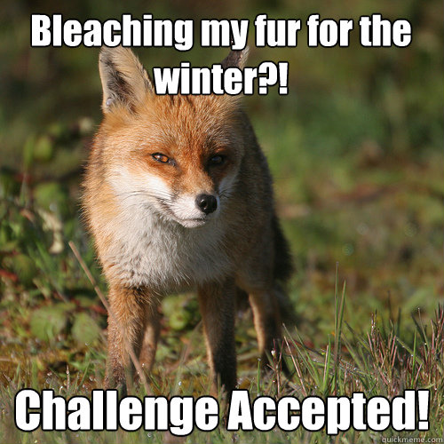 Bleaching my fur for the winter?! Challenge Accepted!  