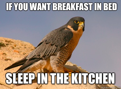 If you want breakfast in bed Sleep in the kitchen - If you want breakfast in bed Sleep in the kitchen  Feminist Falcon!