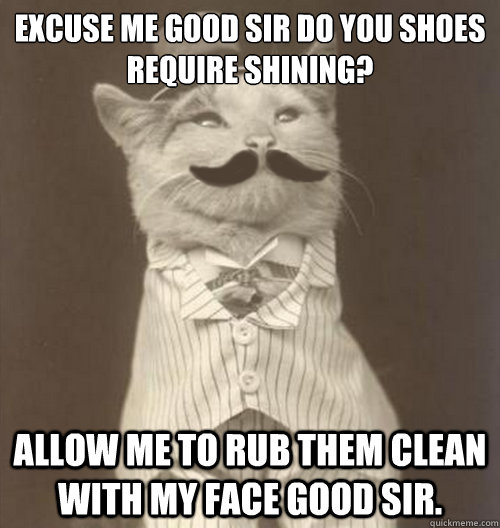 excuse me good sir do you shoes require shining? Allow me to rub them clean with my face good sir.  Original Business Cat