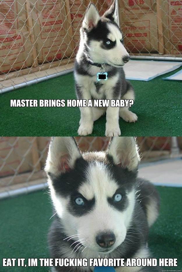 master brings home a new baby? eat it, im the fucking favorite around here  Insanity puppy