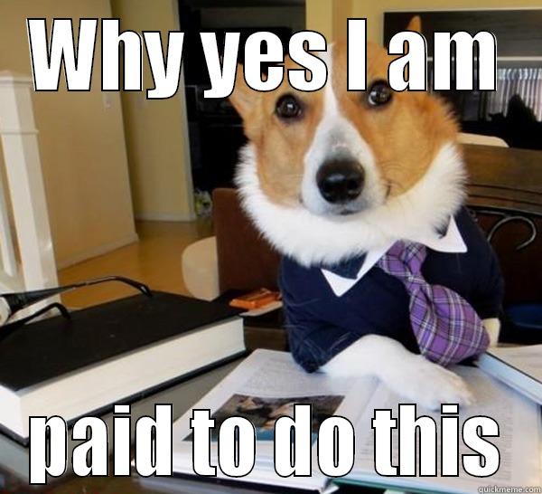 WHY YES I AM PAID TO DO THIS Lawyer Dog