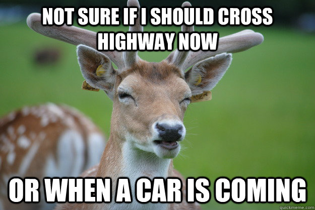 Not sure if I should cross highway now Or when a car is coming  Deer Fry