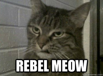  Rebel Meow -  Rebel Meow  Rebel Meow