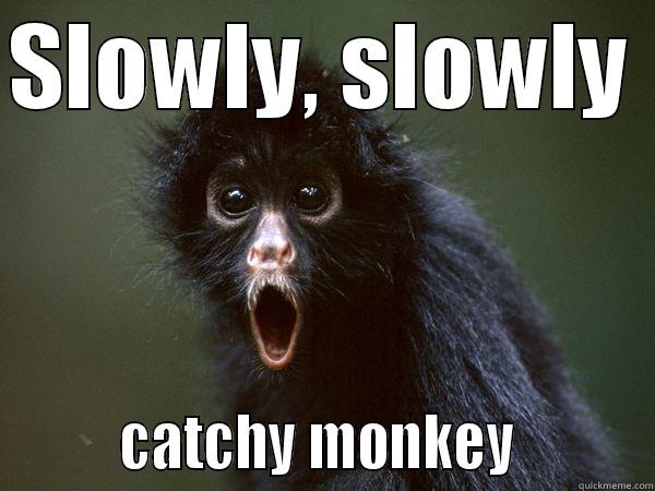 SLOWLY, SLOWLY          CATCHY MONKEY          Misc