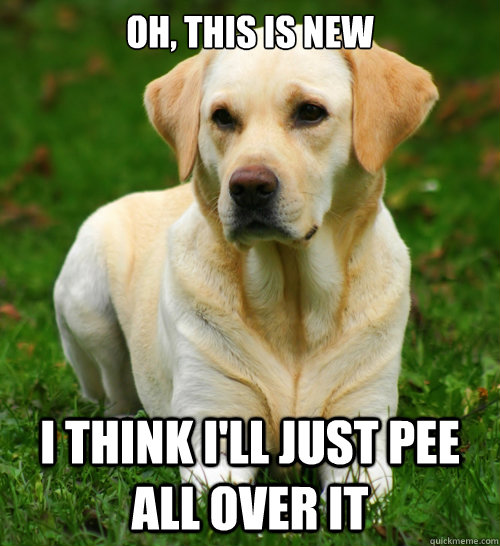 Oh, this is new I think I'll just pee all over it  Dog Logic