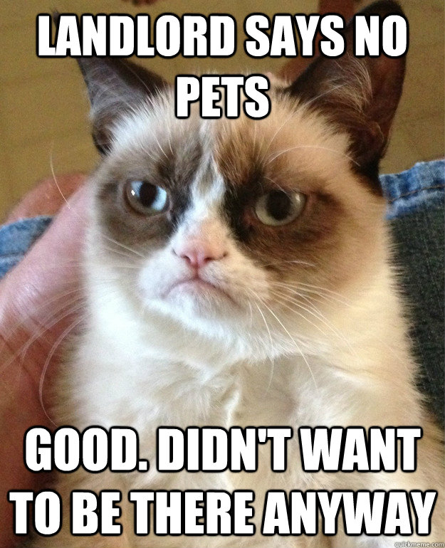 Landlord says no pets Good. Didn't want to be there anyway  Grumpy Cat