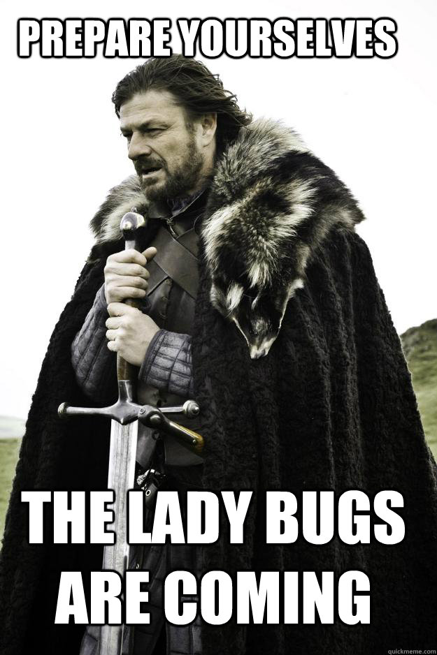 prepare yourselves  the lady bugs are coming  Winter is coming