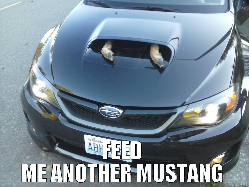  FEED ME ANOTHER MUSTANG Misc