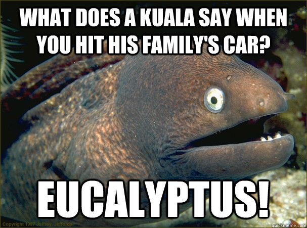 What does a Kuala say when you hit his family's car? eucalyptus!  Bad Joke Eel