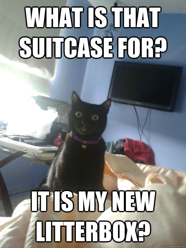 What is that suitcase for? It is my new litterbox?  overly attached cat