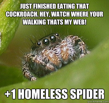 Just finished eating that Cockroach. Hey, watch where your walking thats my web! +1 homeless Spider  Misunderstood Spider