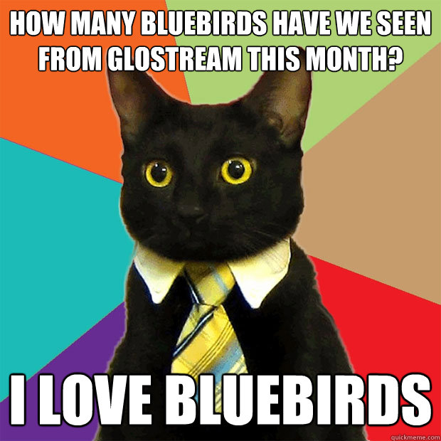 How Many bluebirds have we seen from GloStreaM this month? I love bluebirds   Business Cat