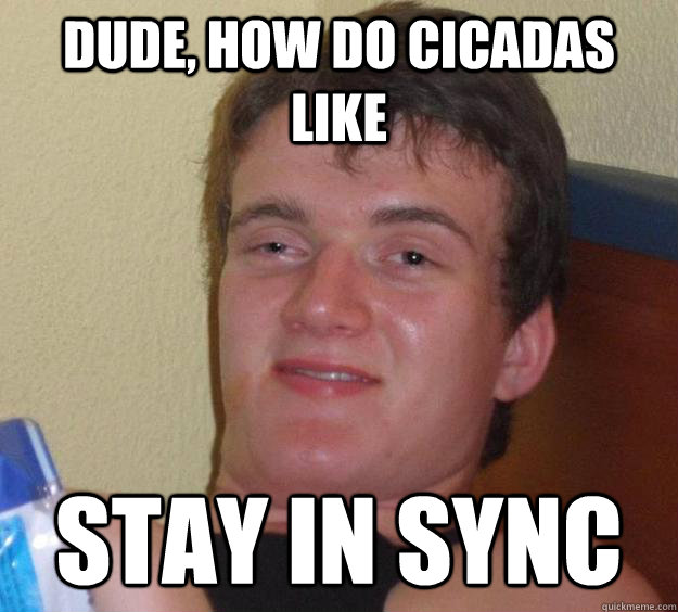 Dude, how do cicadas like stay in sync  10 Guy