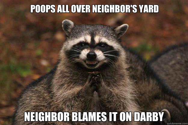 Poops all over neighbor's yard Neighbor blames it on Darby
 - Poops all over neighbor's yard Neighbor blames it on Darby
  Evil Plotting Raccoon