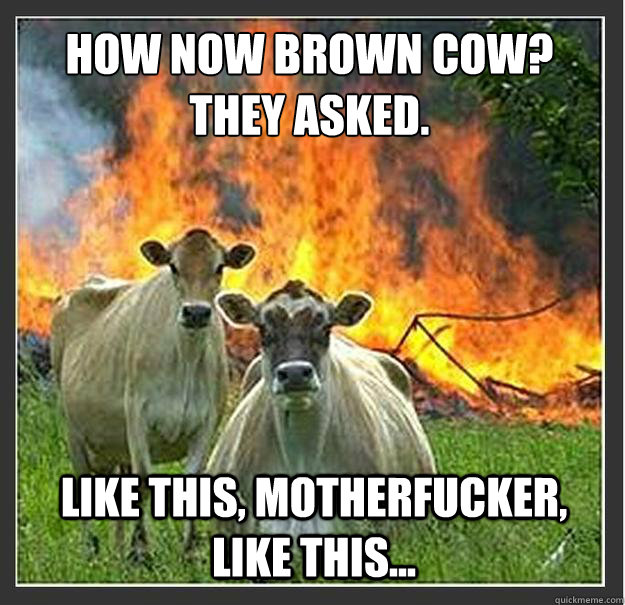 How now brown cow? they asked. like this, motherfucker, like this...  Evil cows