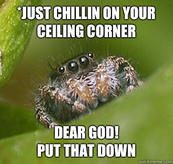 *Just chillin on your ceiling corner dear god!
 PUT THAT DOWN  Misunderstood Spider