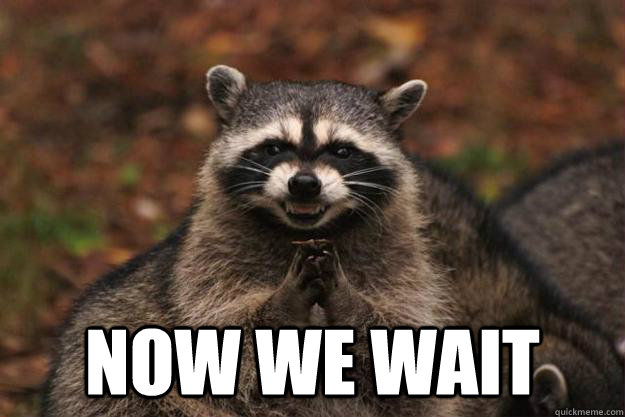  now we wait  Evil Plotting Raccoon