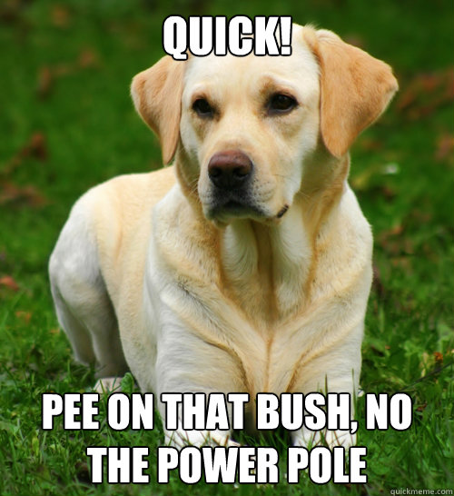 QUICK! PEE ON THAT BUSH, NO THE POWER POLE  Dog Logic