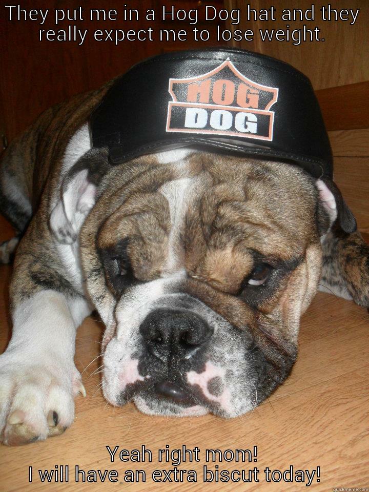 Dogs and diets! - THEY PUT ME IN A HOG DOG HAT AND THEY REALLY EXPECT ME TO LOSE WEIGHT. YEAH RIGHT MOM! I WILL HAVE AN EXTRA BISCUT TODAY!    Misc