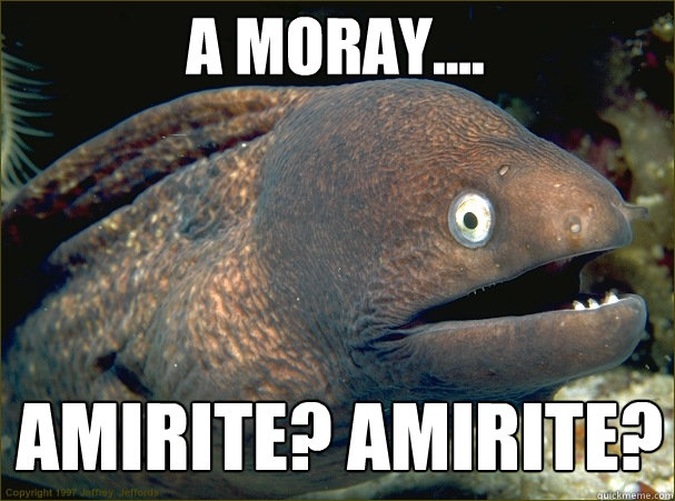 A Moray.... Amirite? Amirite? - A Moray.... Amirite? Amirite?  Caught in the act Moray