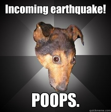 Incoming earthquake! POOPS.  Depression Dog