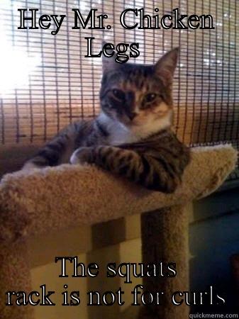 HEY MR. CHICKEN LEGS  THE SQUATS RACK IS NOT FOR CURLS The Most Interesting Cat in the World