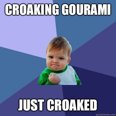 Croaking gourami Just croaked  Success Kid