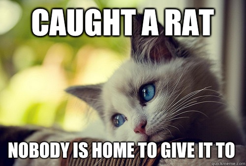 Caught a rat NOBODY IS HOME TO GIVE IT TO  First World Problems Cat