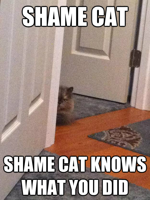 SHAME CAT shame cat knows what you did  